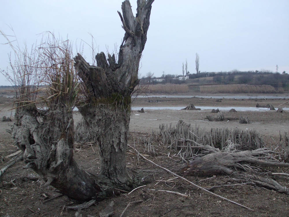 TANCABESTI SECAT - DSCF3457.jpg